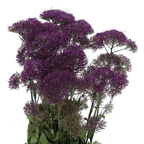 cae6603f-41d5-4e28-922a-ed916caf6781.jpg Trachellium Purple golden - Image 1