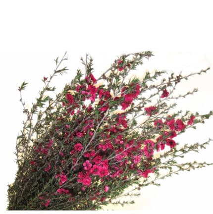 Lypto Rapsberry fisher