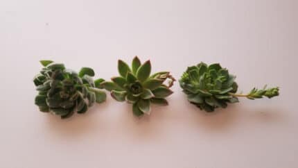 Succulent Asst Ice holl(STEM)