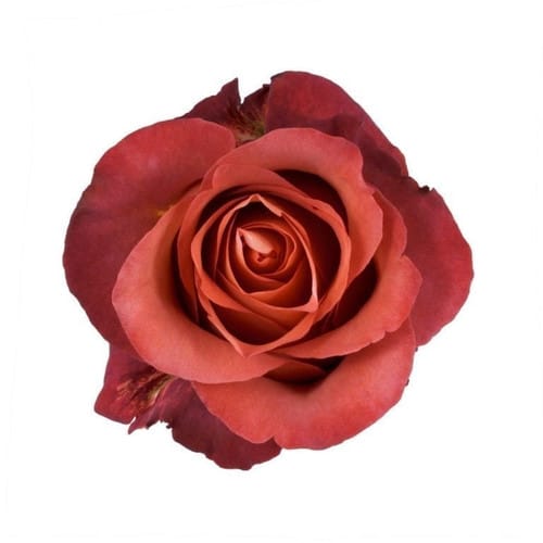 caf0325a-e700-4cec-9669-760008fb7d85.jpg Rose Coffee Break 60cm allure - Image 1