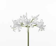 NERINE (WHITE) 60 holl