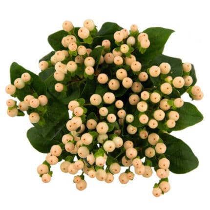 Hypericum Coco Avant 60cm blush rfi