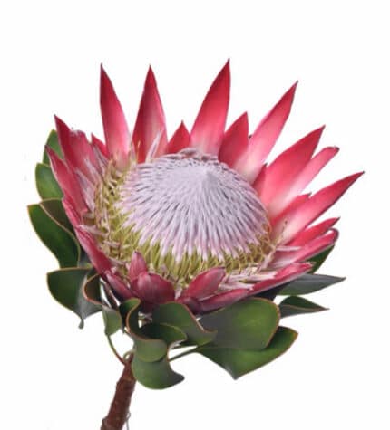 Protea Nov. Madiba (STEM)