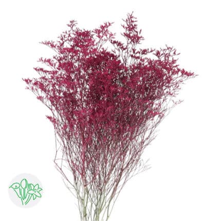 Limonium Painted Erica Holl