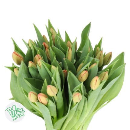 Tulip Delta Storm holl org