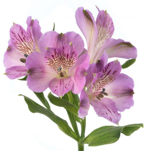 cb11520a-a79f-4a4c-b400-ad26acaa4ce0.png Alstro Lavender sole sel - Image 1