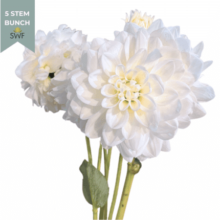 Dahlia White local(5st)