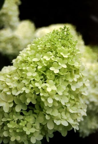 Hydro limelite cramer(5st)