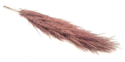 Dried Cortarderia Frost Pink h