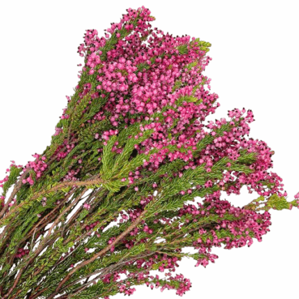 Heather Bella Pink holex