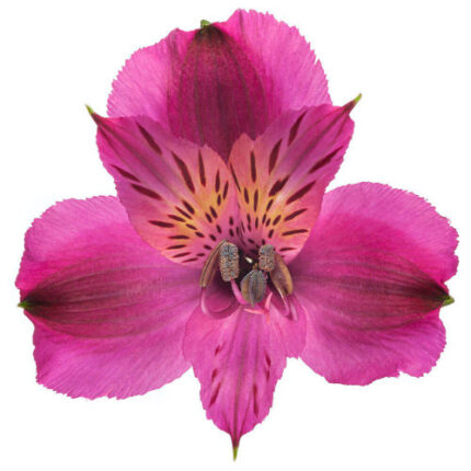 Alstro Sel Purple Tessa