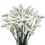 Statice  White rio