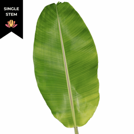 Banana Leave national(STEM)