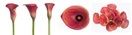 Callas farao sande