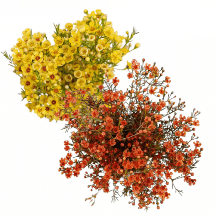 WaxFlower Org&Yell x5