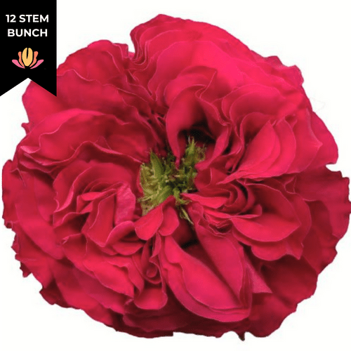 cb3cc412-986d-43cd-9cbc-23588d0ee898.png Rose Gdn Mayra S Rose Bright(12st) florecal - Image 1