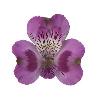 Alstro Berlin bmark sel purple
