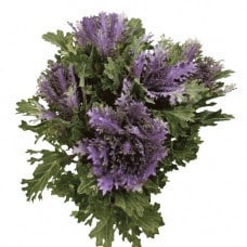 Kale Lacey Purple gr valley
