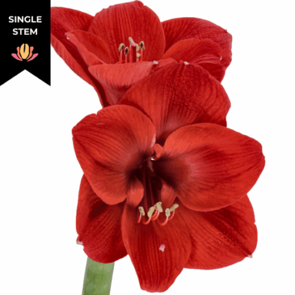 Amaryllis Liberty (stem) holl