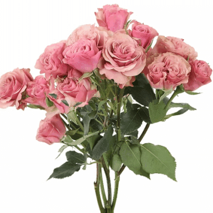 RoseSpray Vintage Rosever rfi