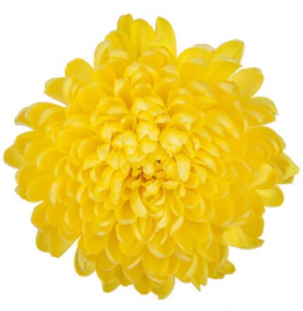 Mum Cremon Yellow Fuzz bmark