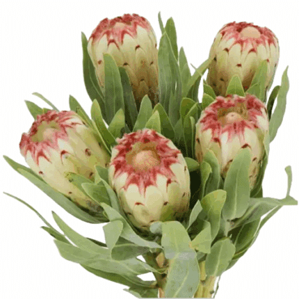 Protea Esme wht/gr holl(STEM)