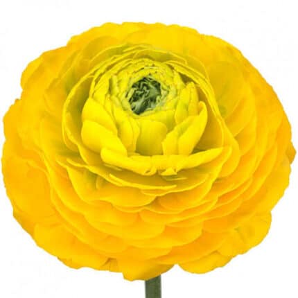 Ranunculus Pon Luna qualista y