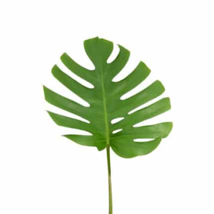 Monstera Aurea holl(STEM)
