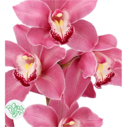 Cymbinium Dark Pink (stem)holl