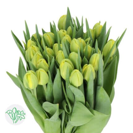 Tulip Double Dbl Trouble holl