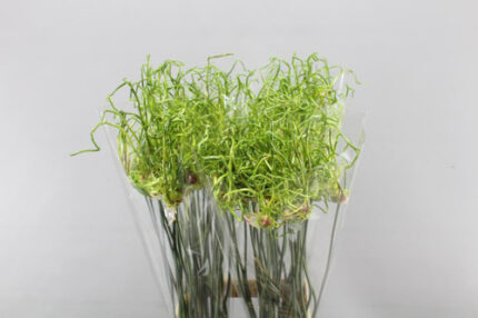 Allium Dready holl