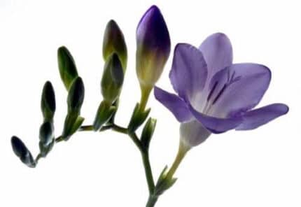 Freesia Indigo Beach holl