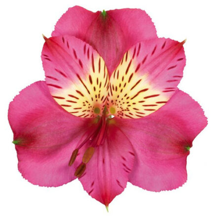 Alstro Hot Pink continental