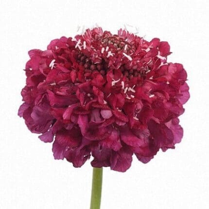 Scabiosa Scoop Red Velvet rio