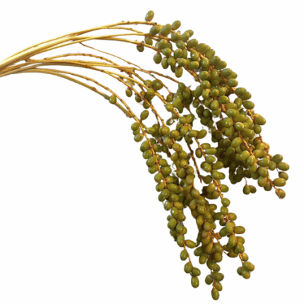 Dates Berried Green camflor
