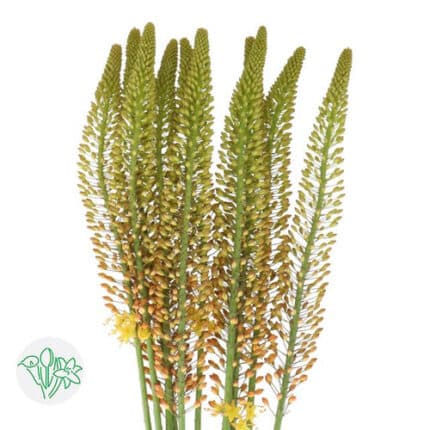 Eremurus Orange 120cm holl