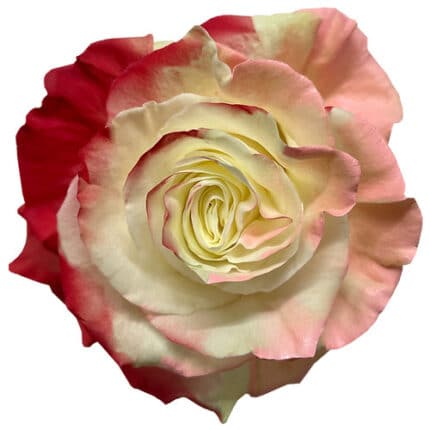 Rose Cupid 50cm florecal