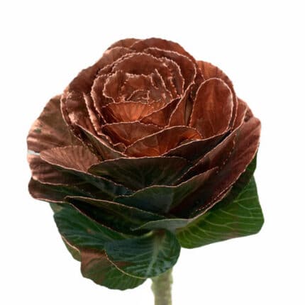 Kale Copper holl(STEM)