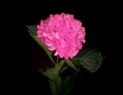 HYDRO holl(st) (pink)