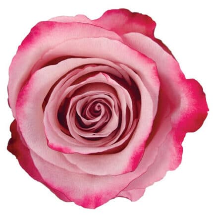 Rose Sweetberry 60cm rfi
