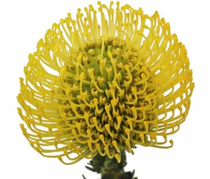Pins High Gold chile(STEM)