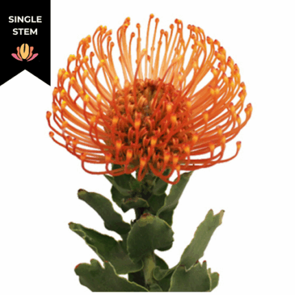 Pins Tiara  holex(STEM)