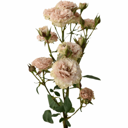 RoseSpray Be Amazing rprima