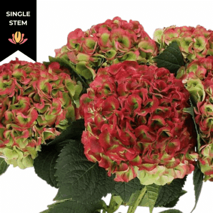Hydrangea Classic Elbtal Vuurbaak