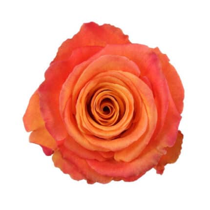Rose Confidential 50cm much