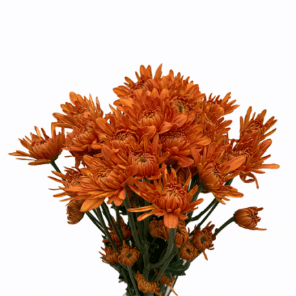 Pom Cushion Lynx gdns