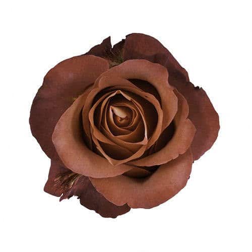 cc330803-3934-41a5-894e-bd7156b0fccd.jpg Rose CoffeeBreak 70cm rprima - Image 1