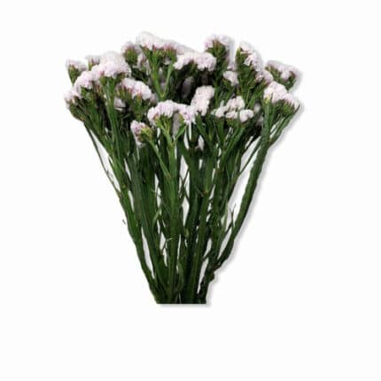 Statice Tissue Blush camflor