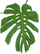 Monstera Small national