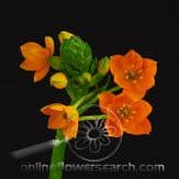Star of beth orange s.v. super